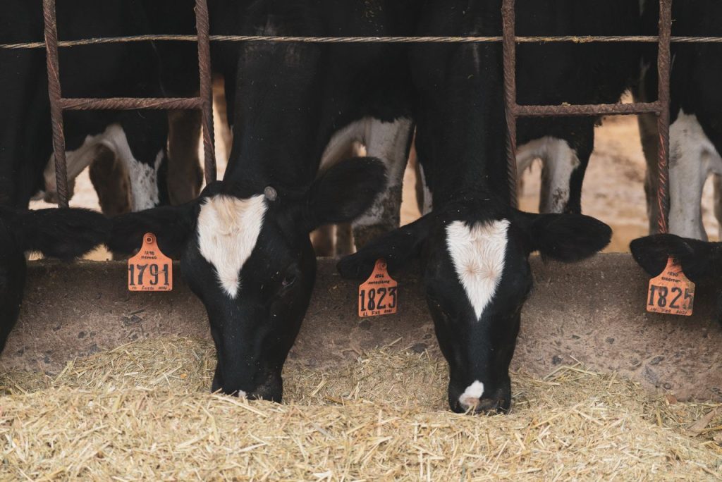 Holstein cows feeding on hay inside a farm enclosure, identified with ear tags.