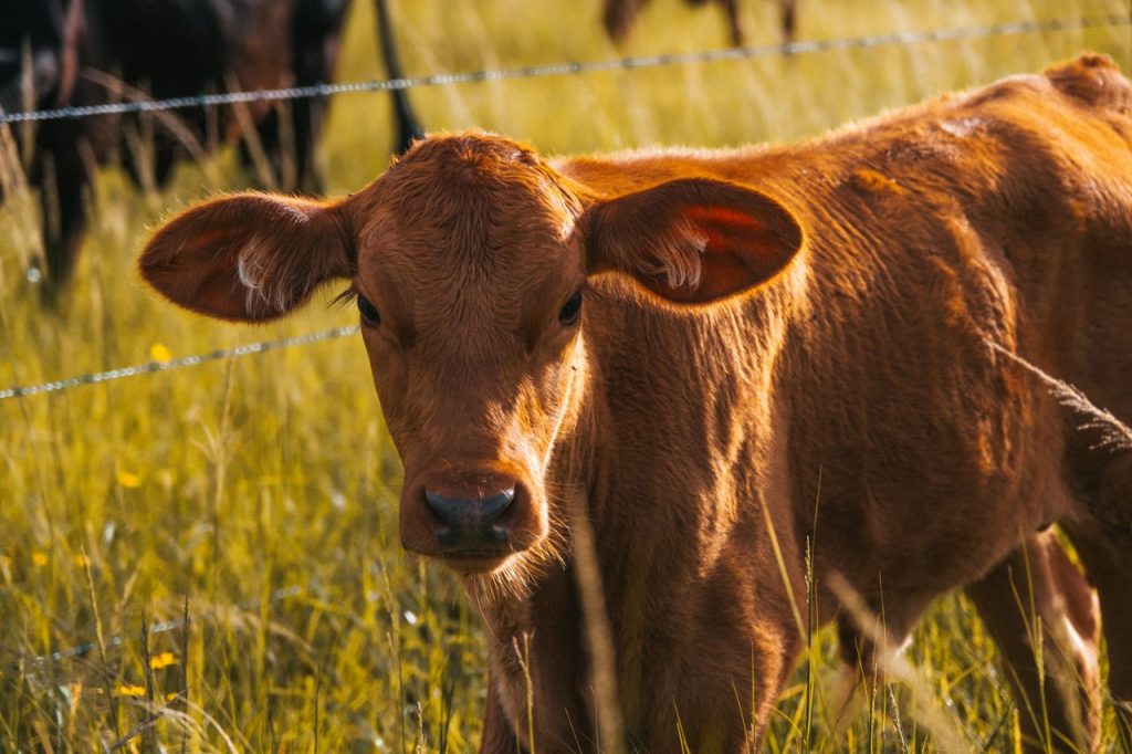 Young calf standing in sunlit grassy field, showcasing nature's innocence.